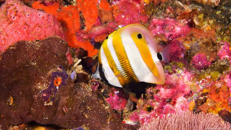 Butterfly Fish on Coral — Yellow, Vibrant