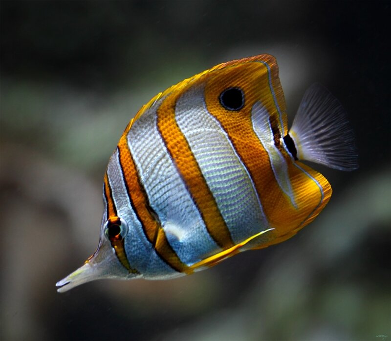 Butterfly Fish — Orange