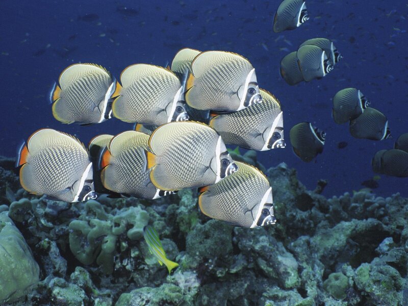 Butterfly Fish School