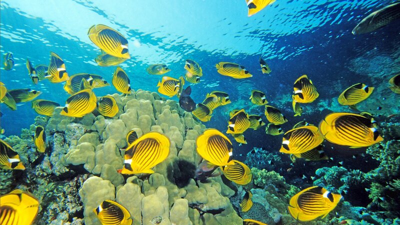 Butterfly fish swarm over coral reef