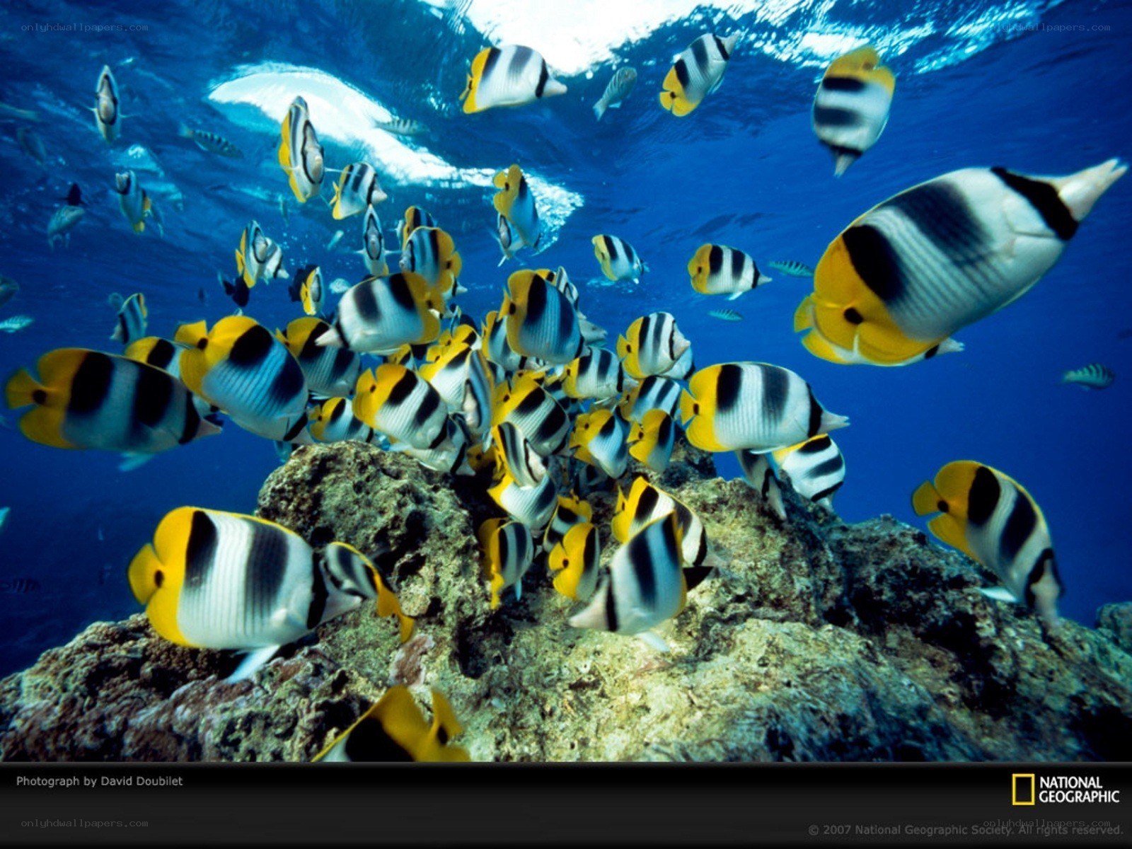 butterfly fish swarm underwater