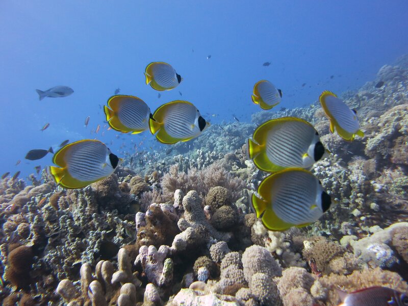 Butterfly fish swim over coral reef