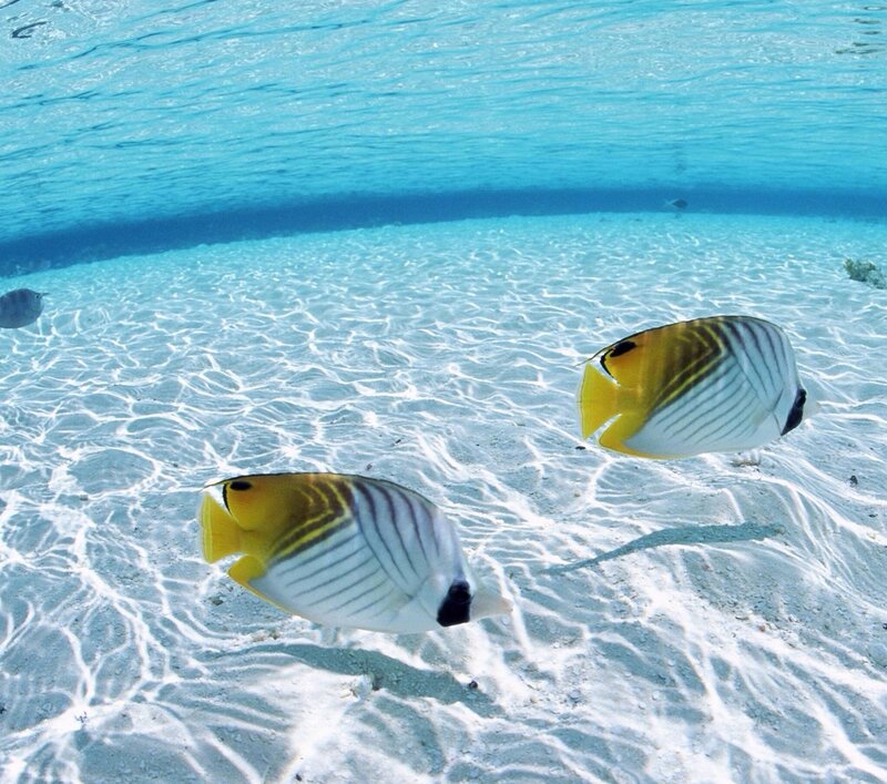 Butterfly Fish Swimming — Blue, Serene, Afternoon, Photograph, Sand