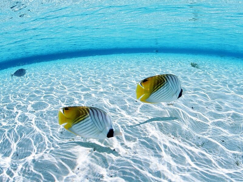 Butterfly Fish Swimming — Blue, Serene, Afternoon