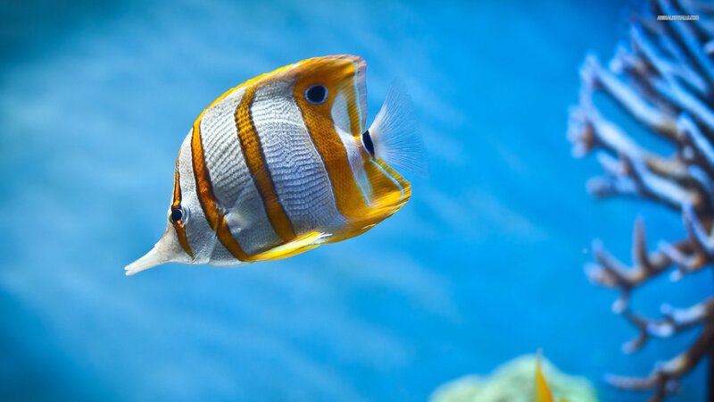 Butterfly Fish Swimming — Blue, Serene, Photograph, Coral, Ocean
