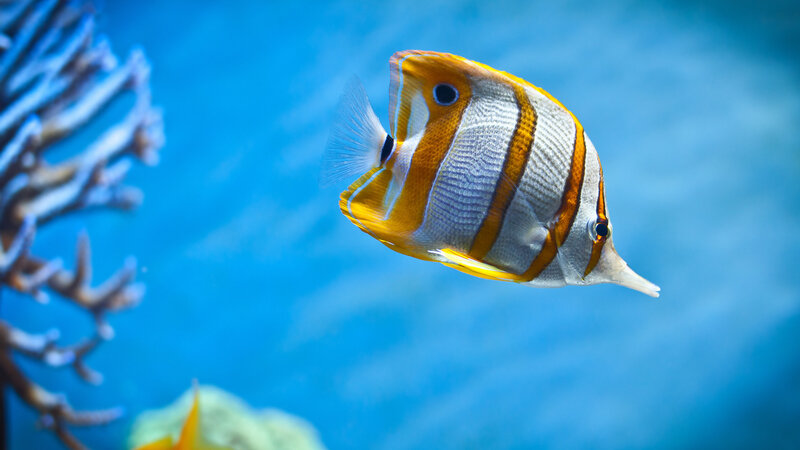 Butterfly Fish Swimming — Blue, Serene, Photograph