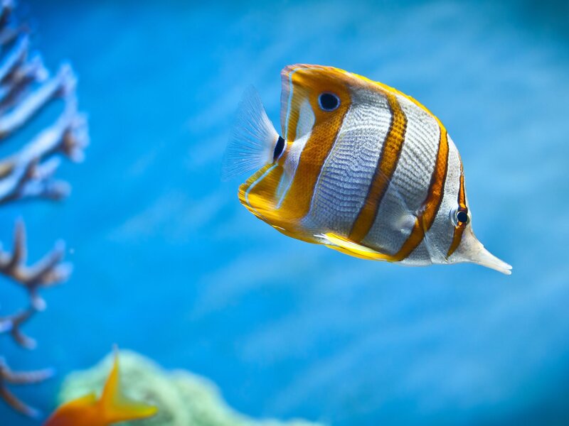 Butterfly Fish Swimming — Blue