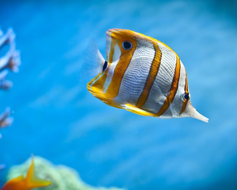 Butterfly Fish Swimming — White
