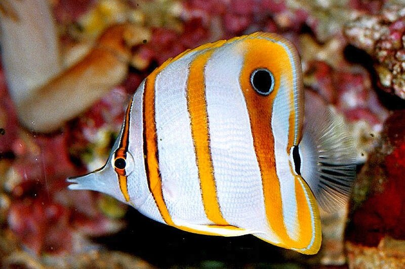 Butterfly Fish
