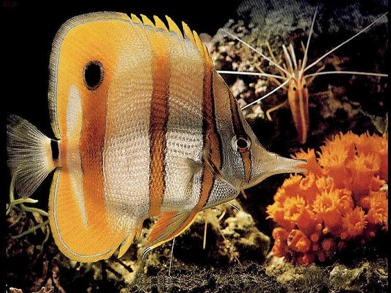 Butterfly Fish — Yellow, Natural