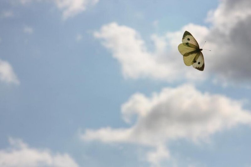Butterfly Flying in Sky