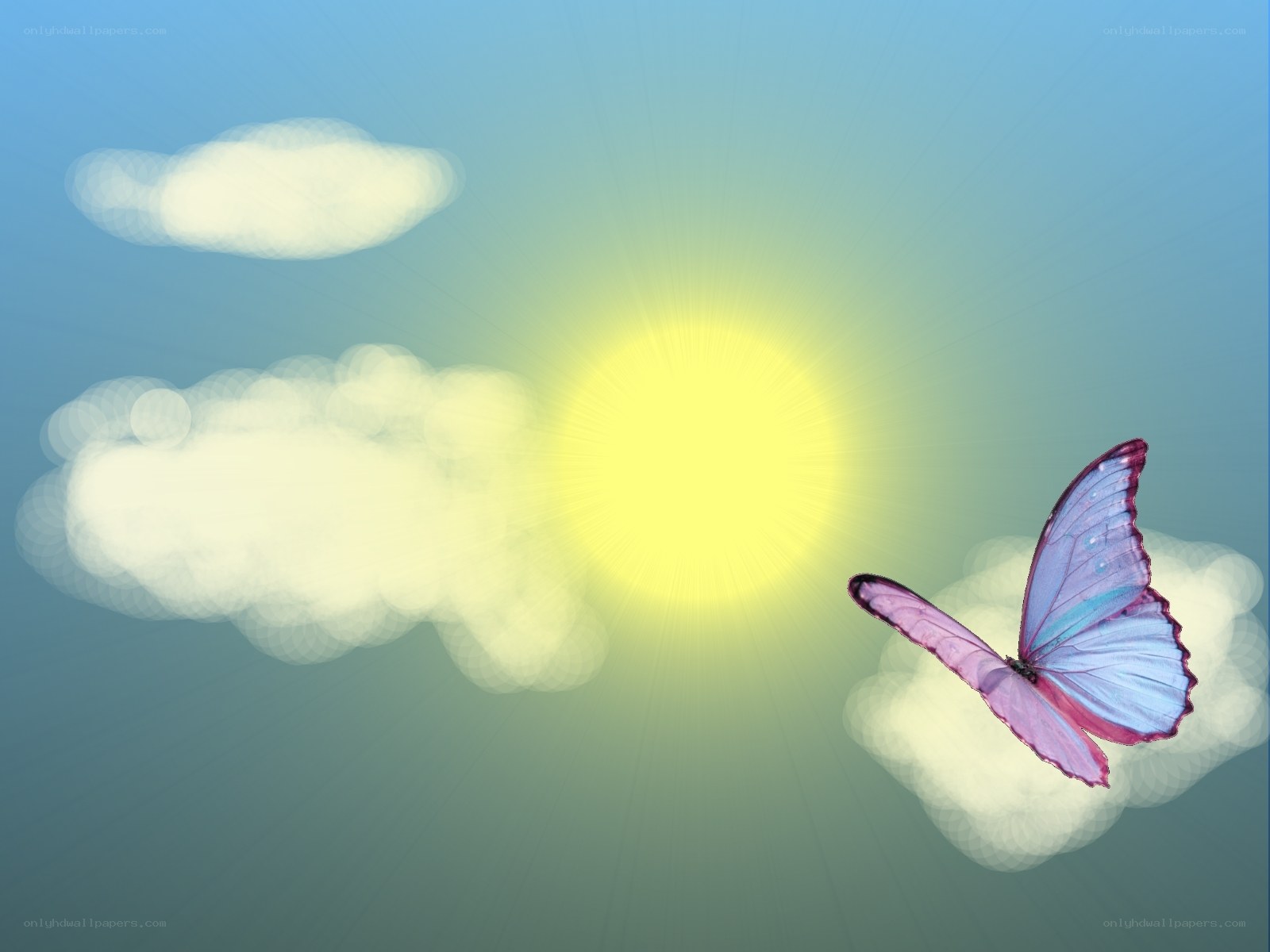 butterfly flying in sunny sky