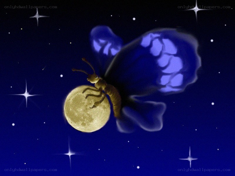 butterfly flying near the moon