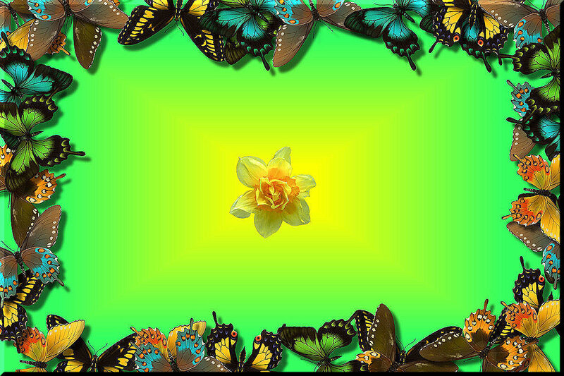 butterfly frame with daffodil