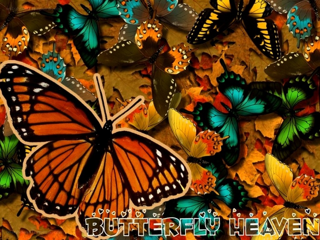 Butterfly Heaven