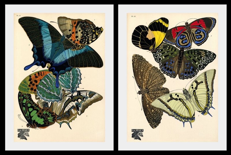 Butterfly Illustrations