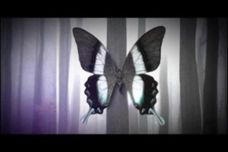 butterfly in a dark forest