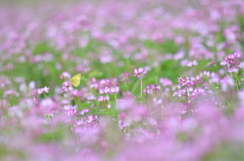 butterfly in a field of flowers