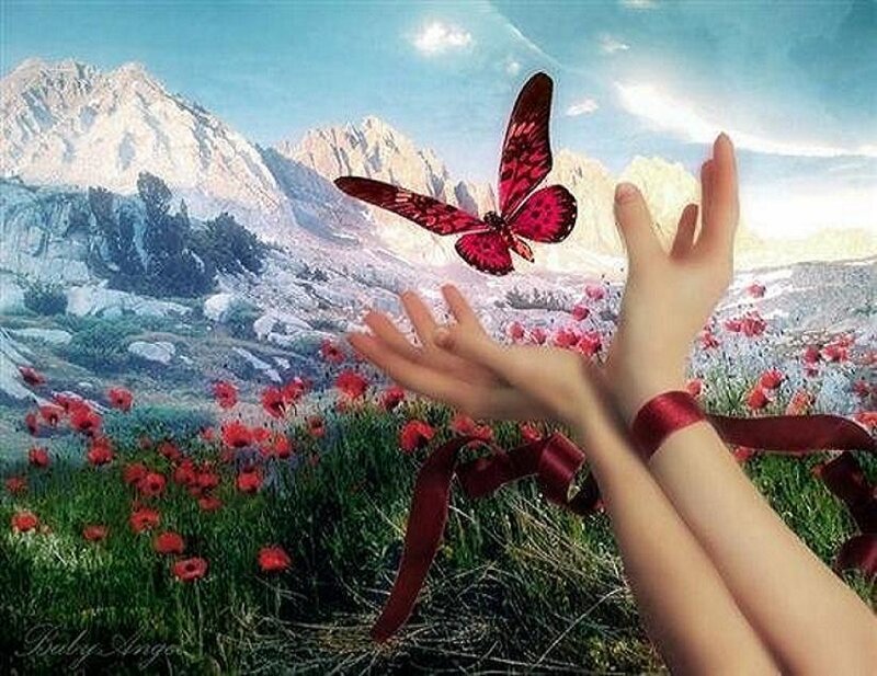 Butterfly in a flower field
