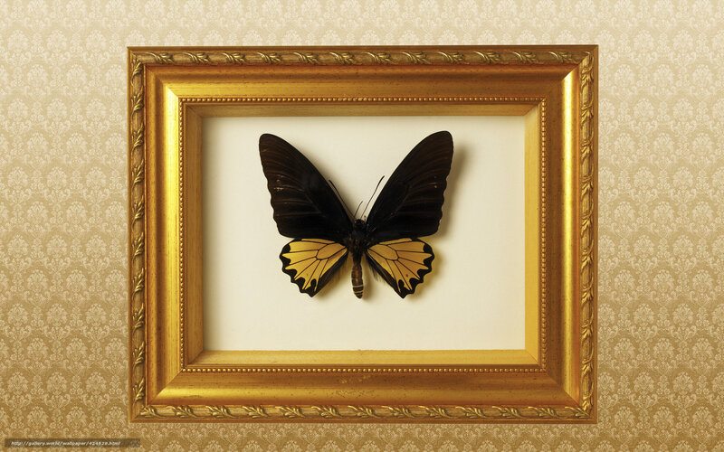 butterfly in a golden frame