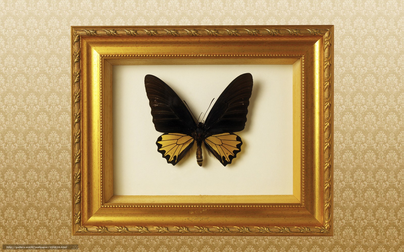 butterfly in a golden frame