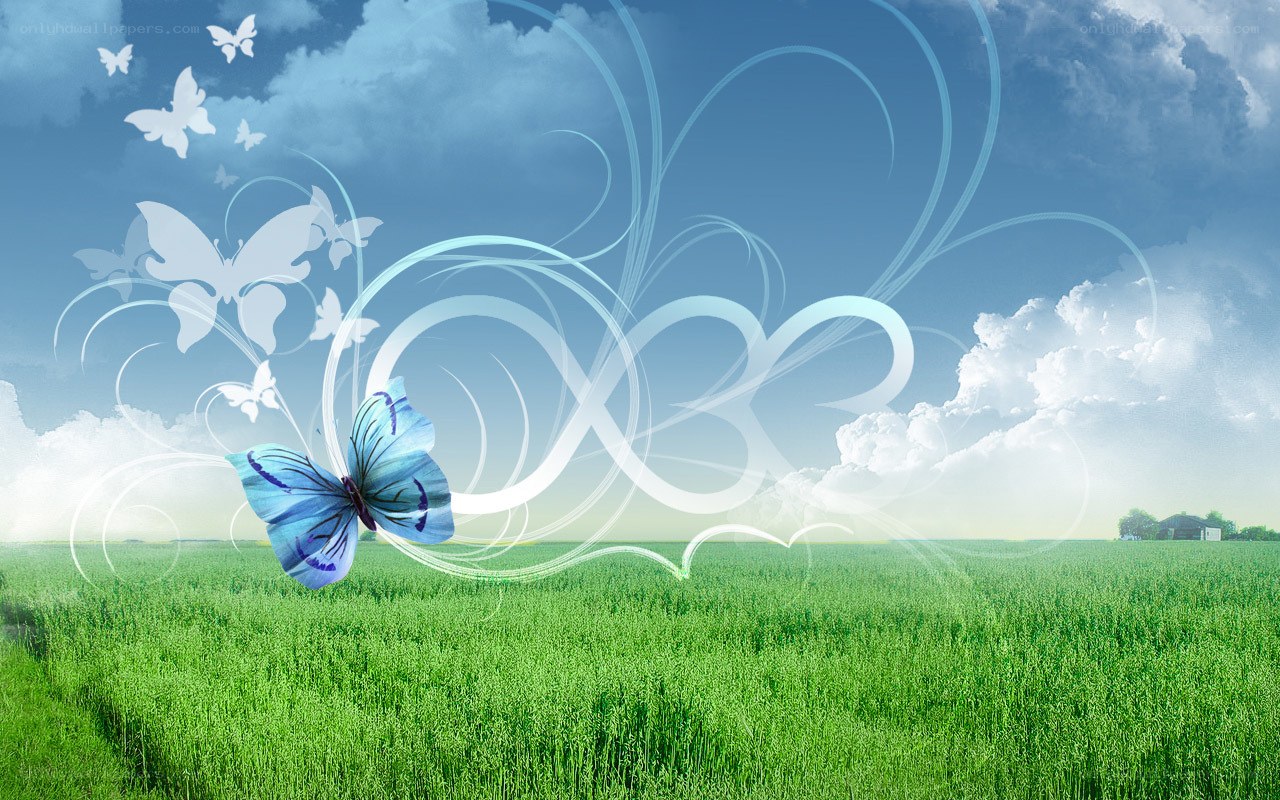 Butterfly in a green field