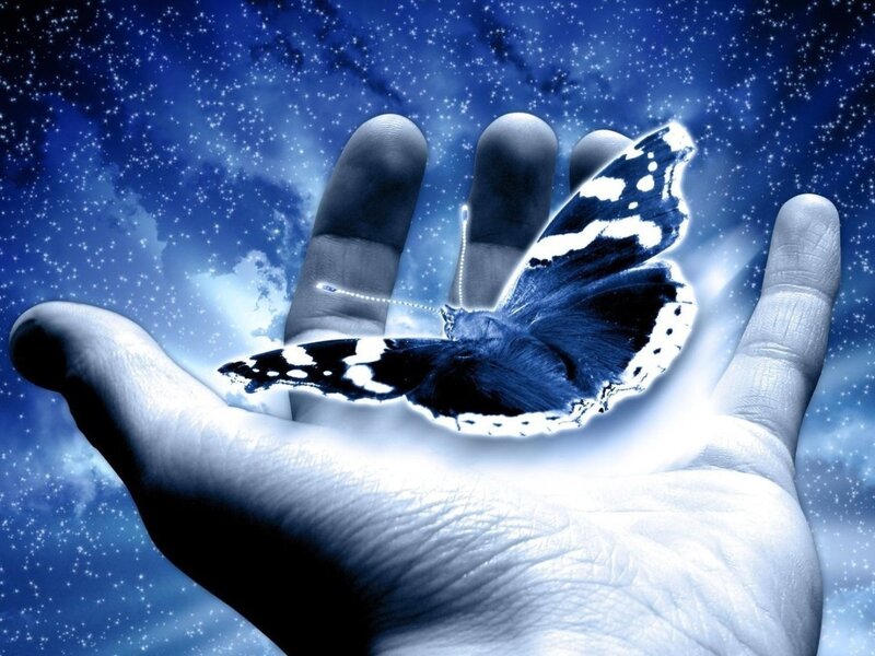 butterfly in a hand