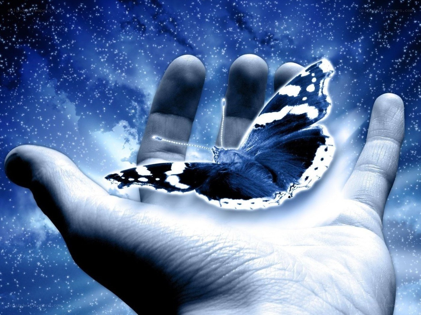 butterfly in a hand