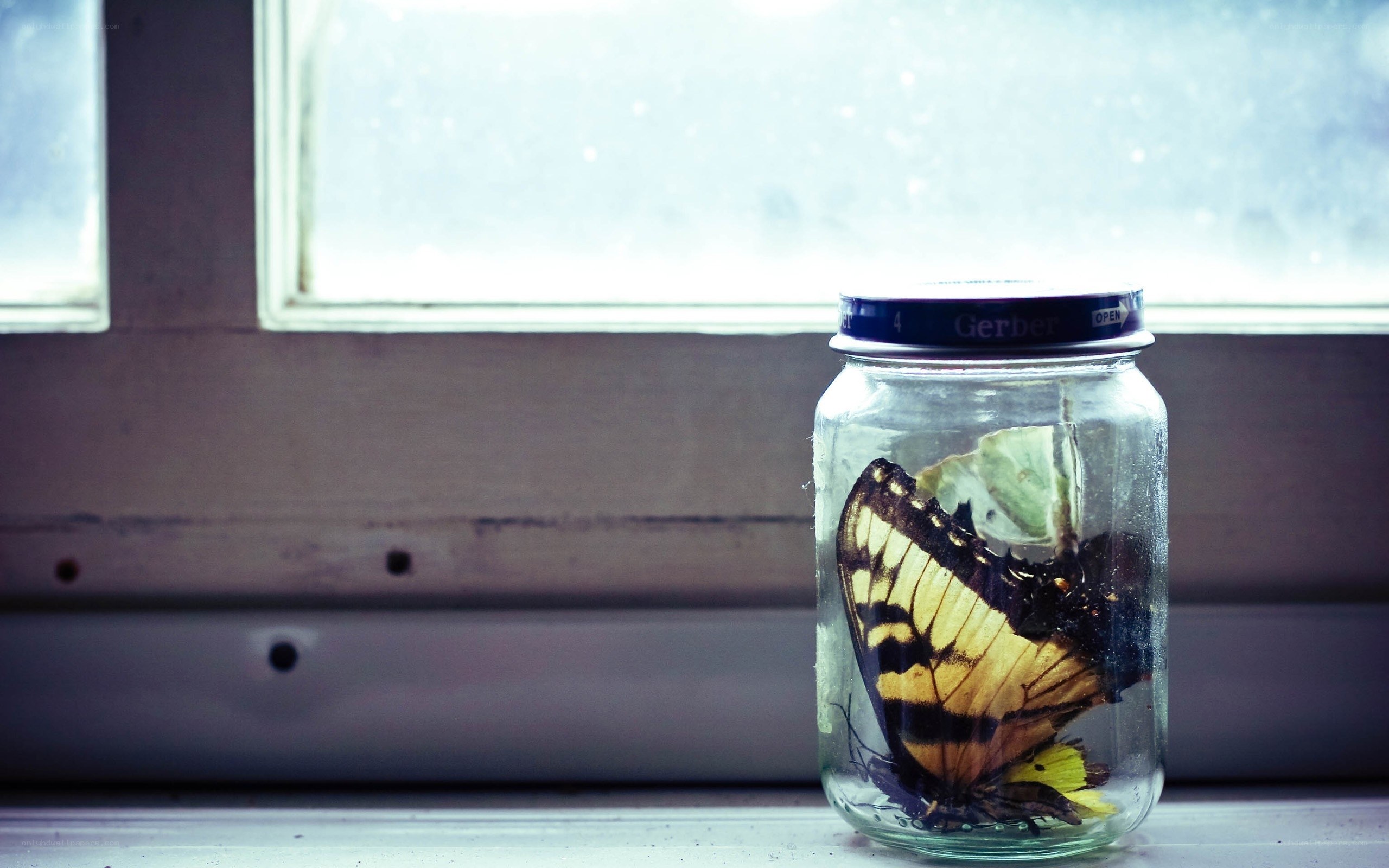 butterfly in a jar