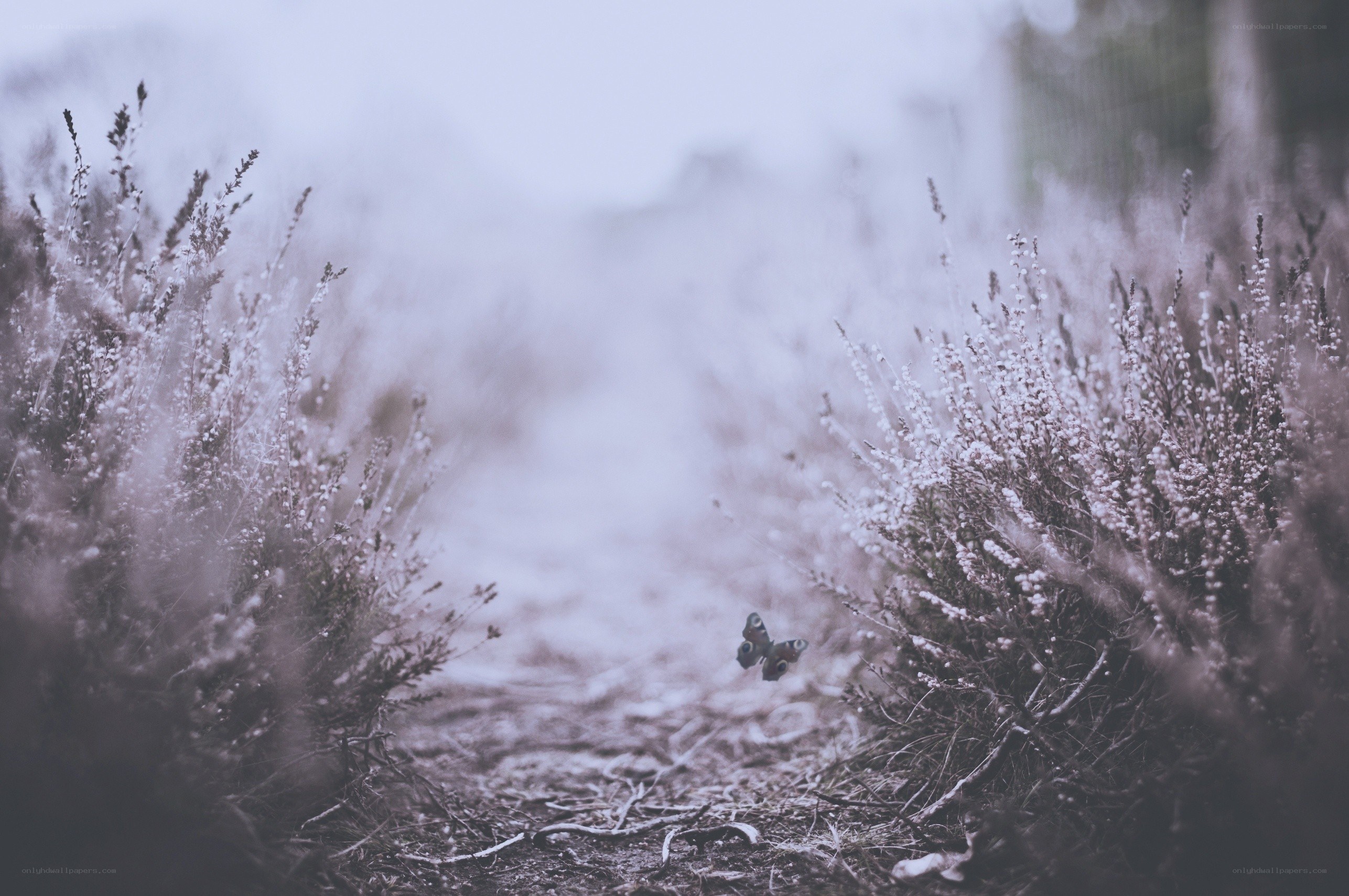 Butterfly in a misty field