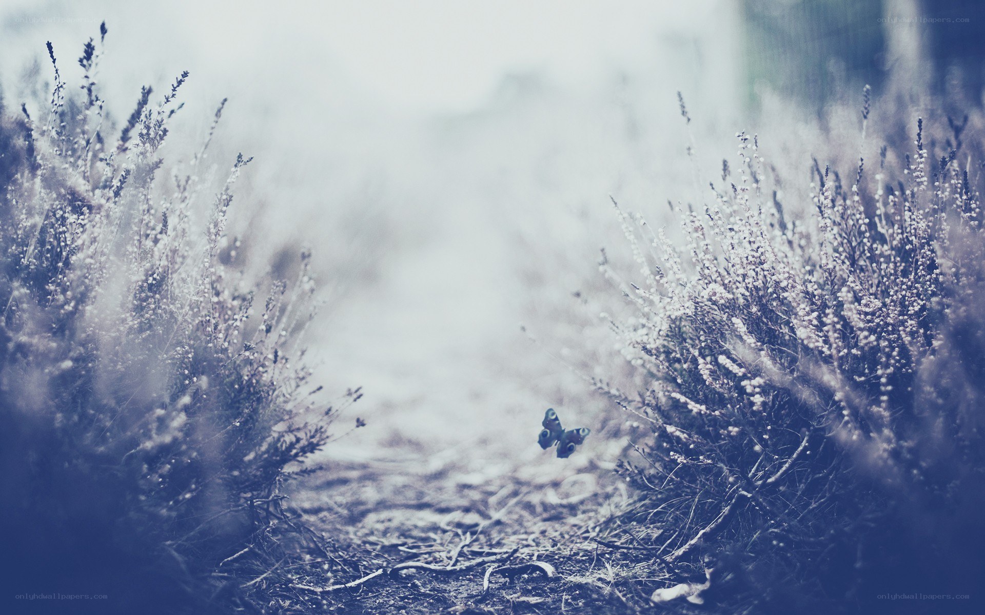 Butterfly in a misty field