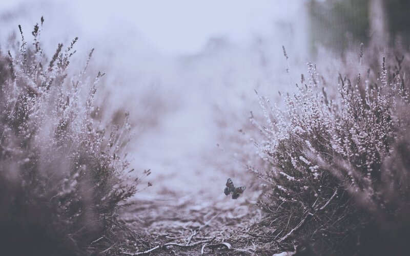 Butterfly in a misty field