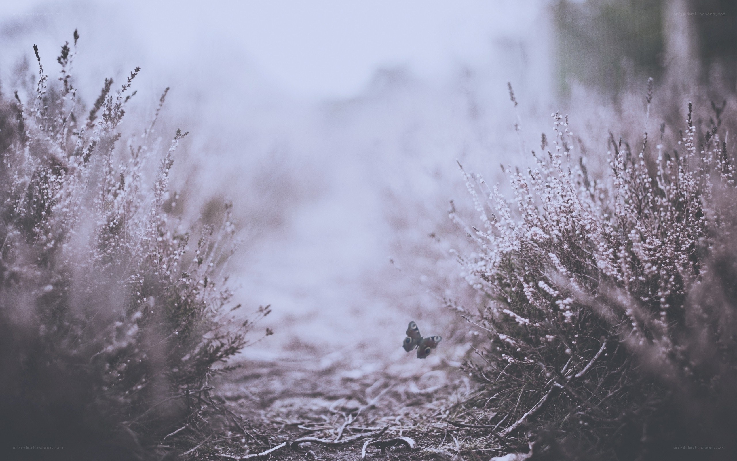 Butterfly in a misty field