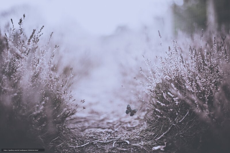 Butterfly in a misty path