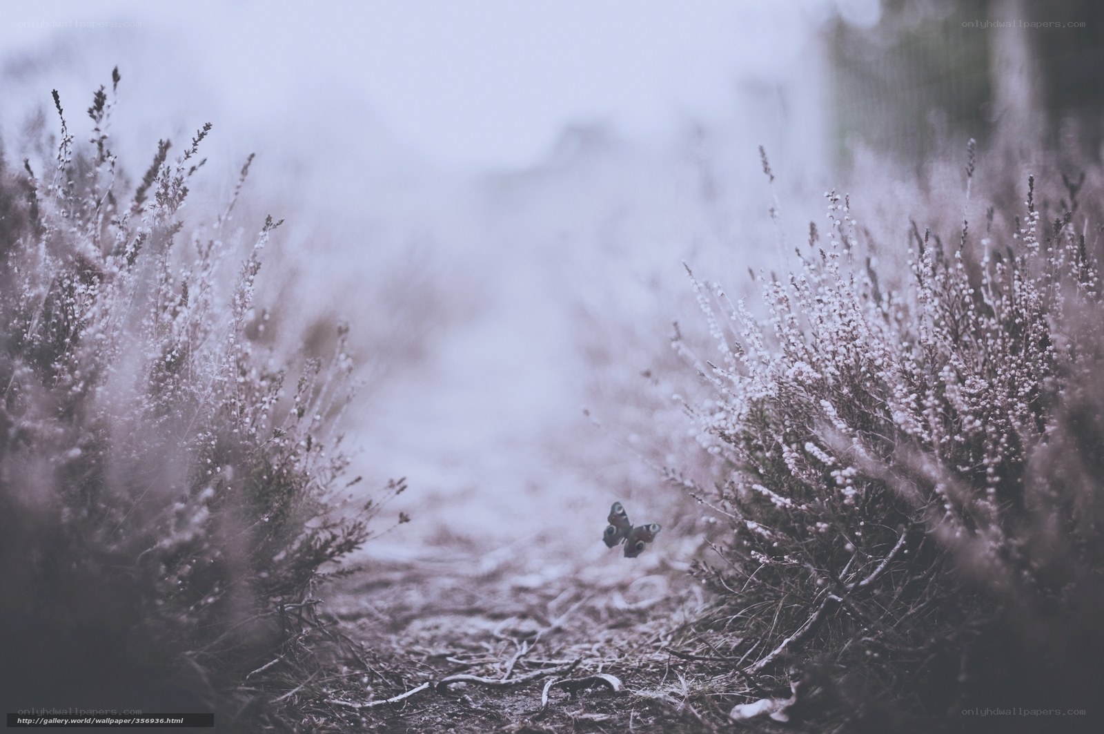 Butterfly in a misty path