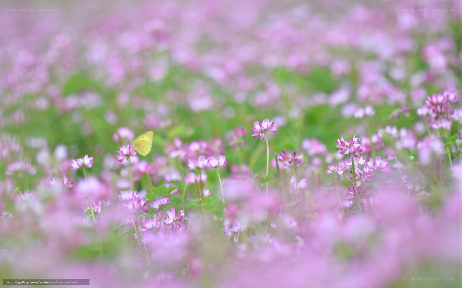 Butterfly in a pink flower field