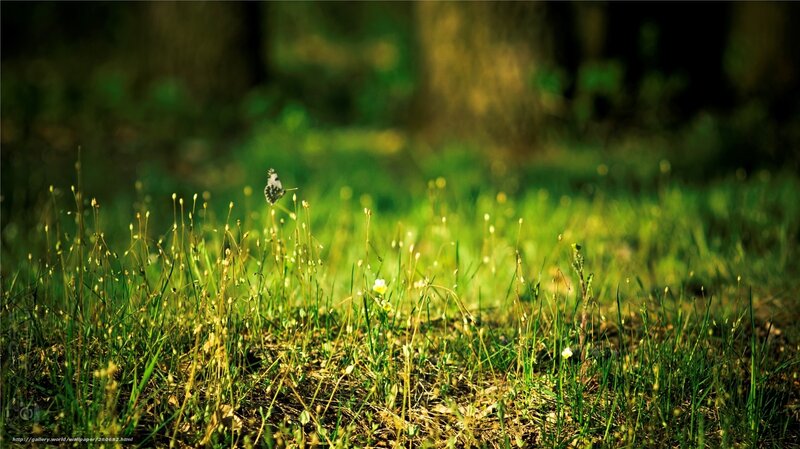 Butterfly in a sunlit meadow