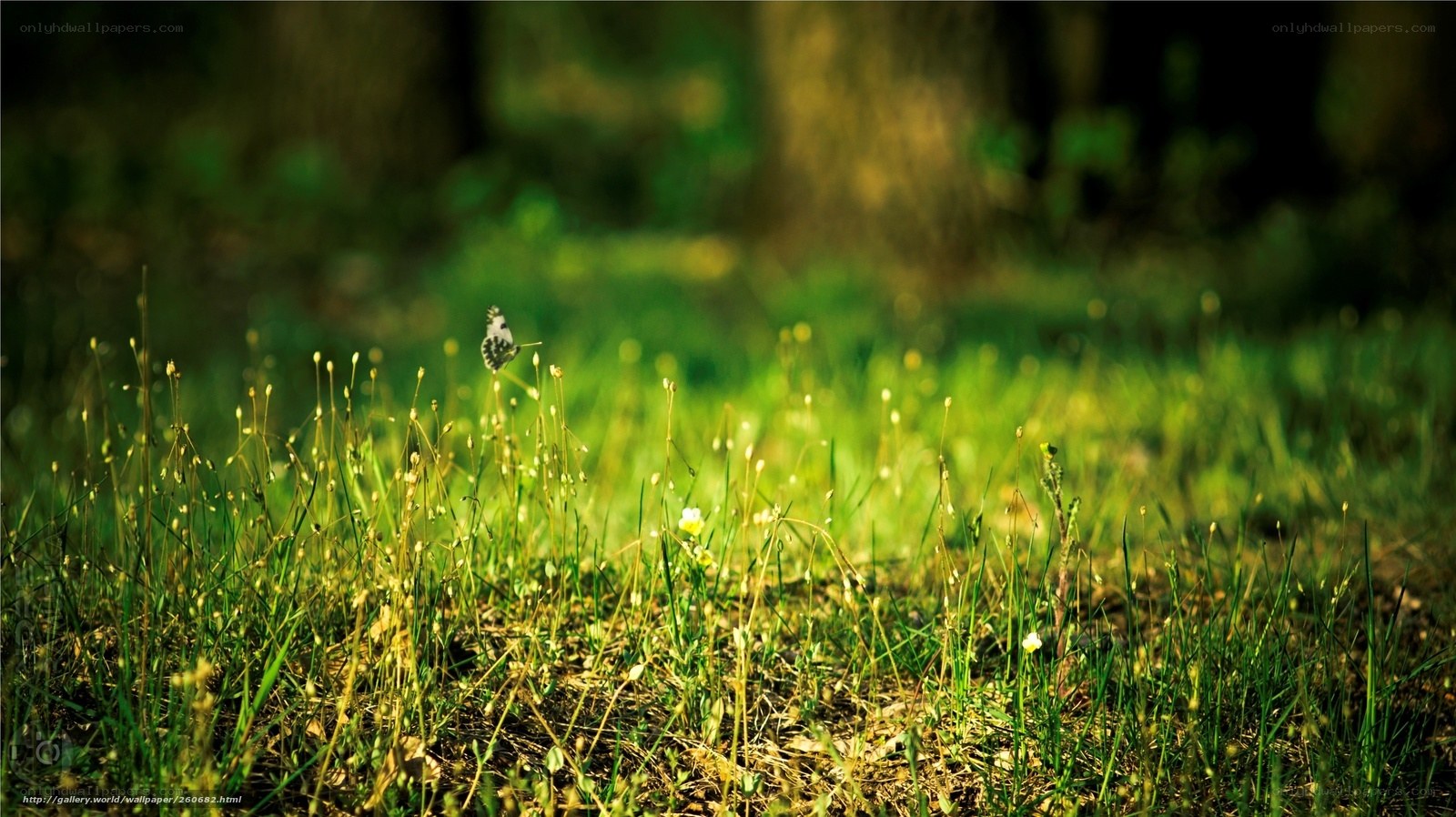 Butterfly in a sunlit meadow