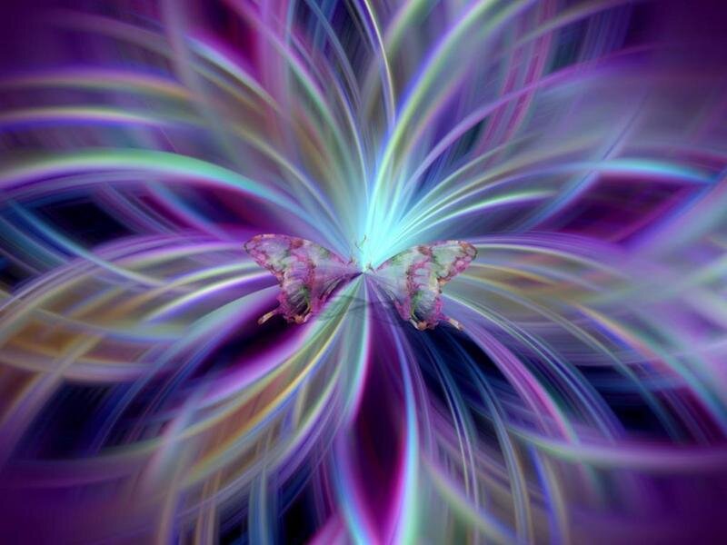 butterfly in colorful light