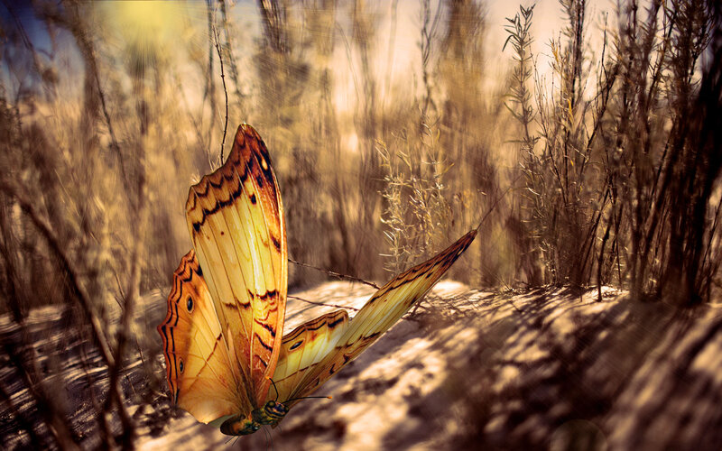 Butterfly in Dry Grass
