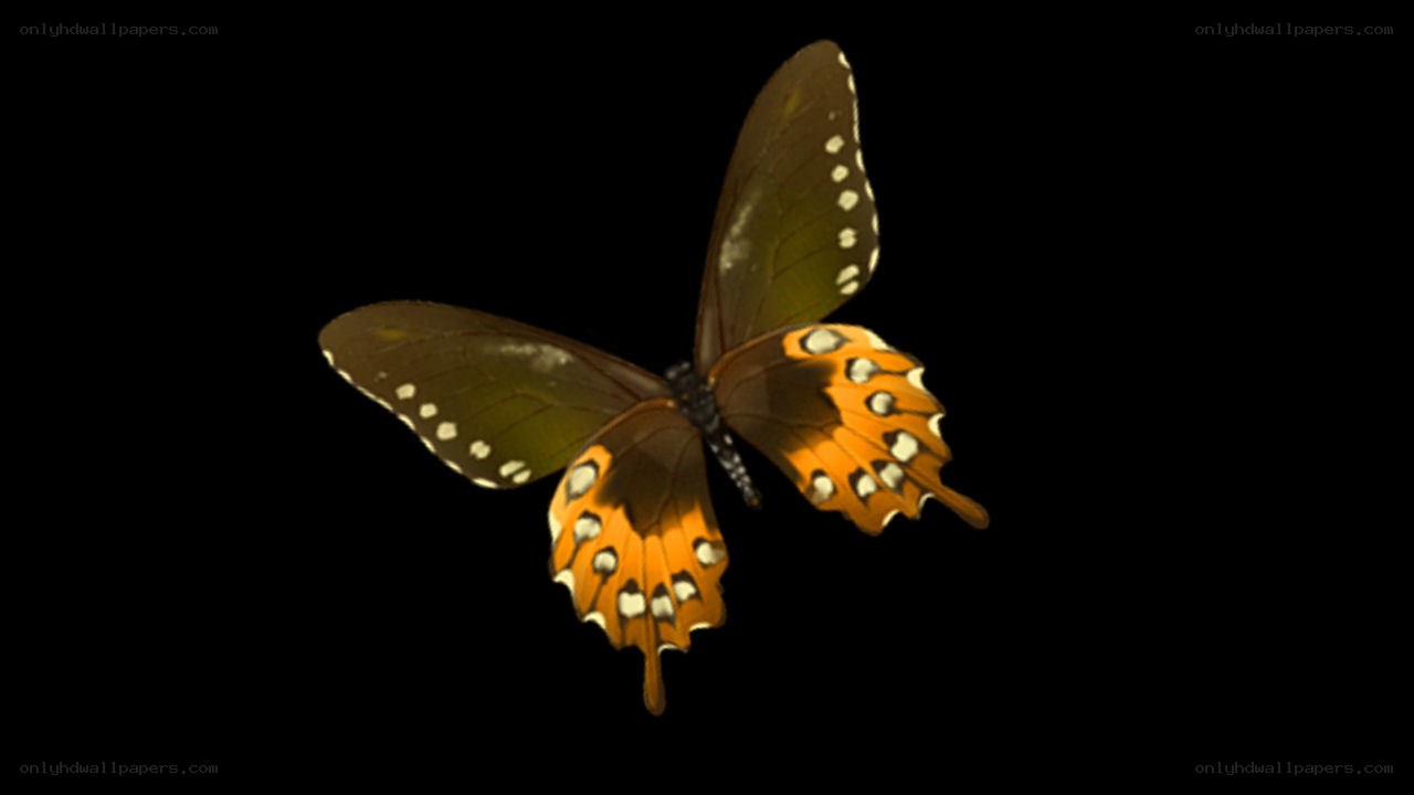 butterfly in flight