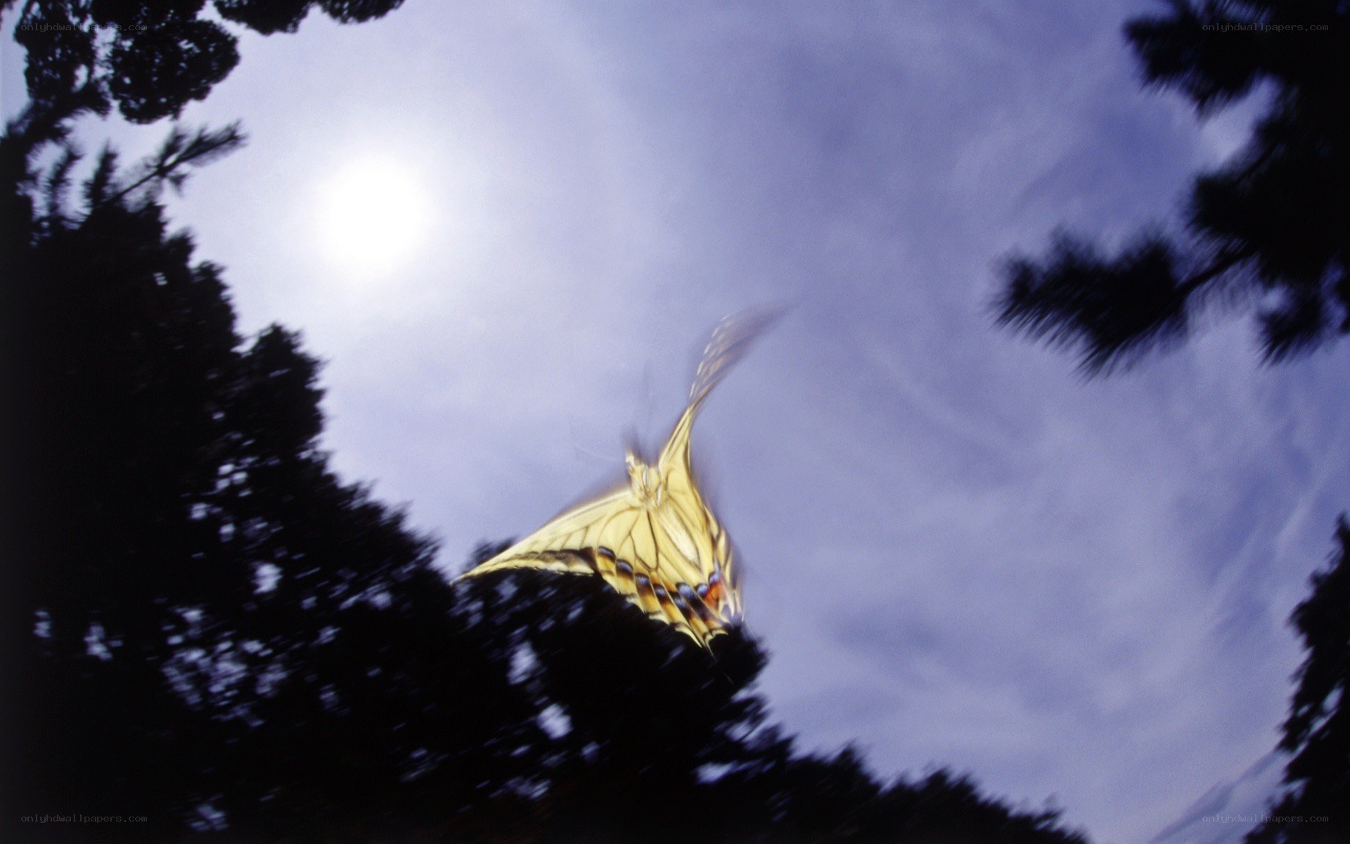 Butterfly in flight against the sky