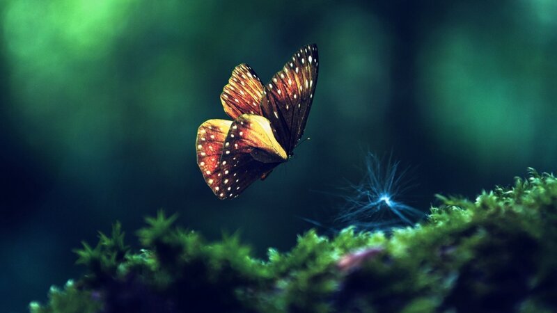 Butterfly in Flight — Green, Serene