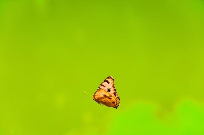 Butterfly in Flight — Green
