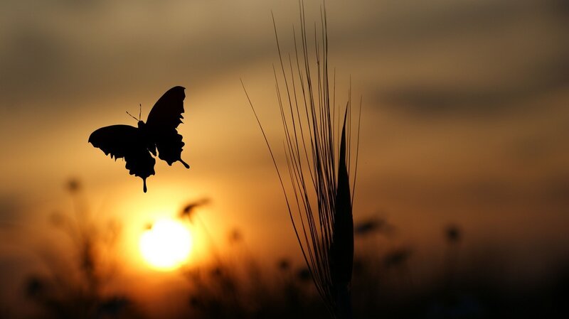 Butterfly in Flight — Orange