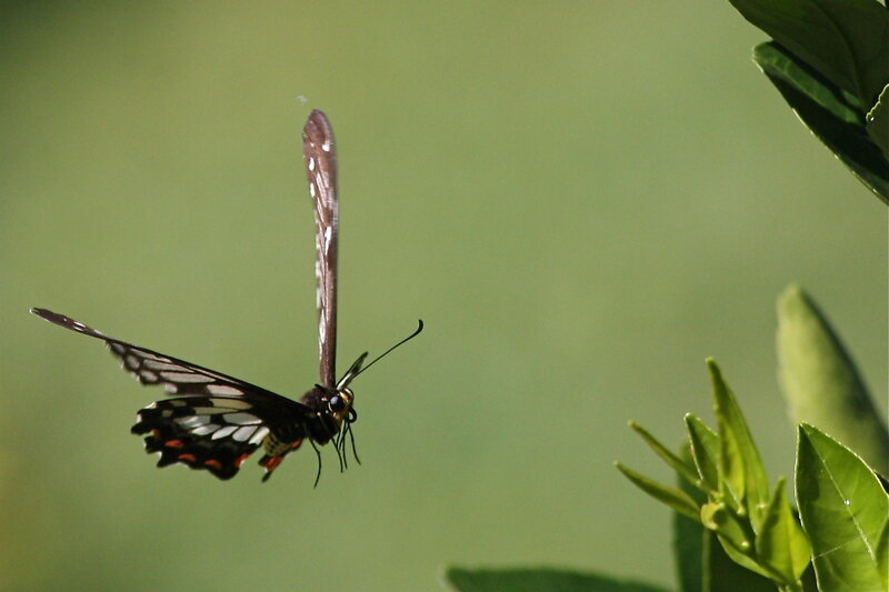 Butterfly in flight