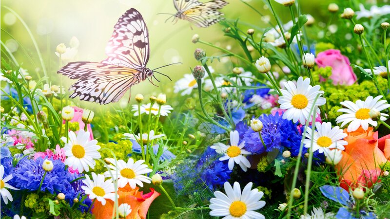 Butterfly in Flower Garden
