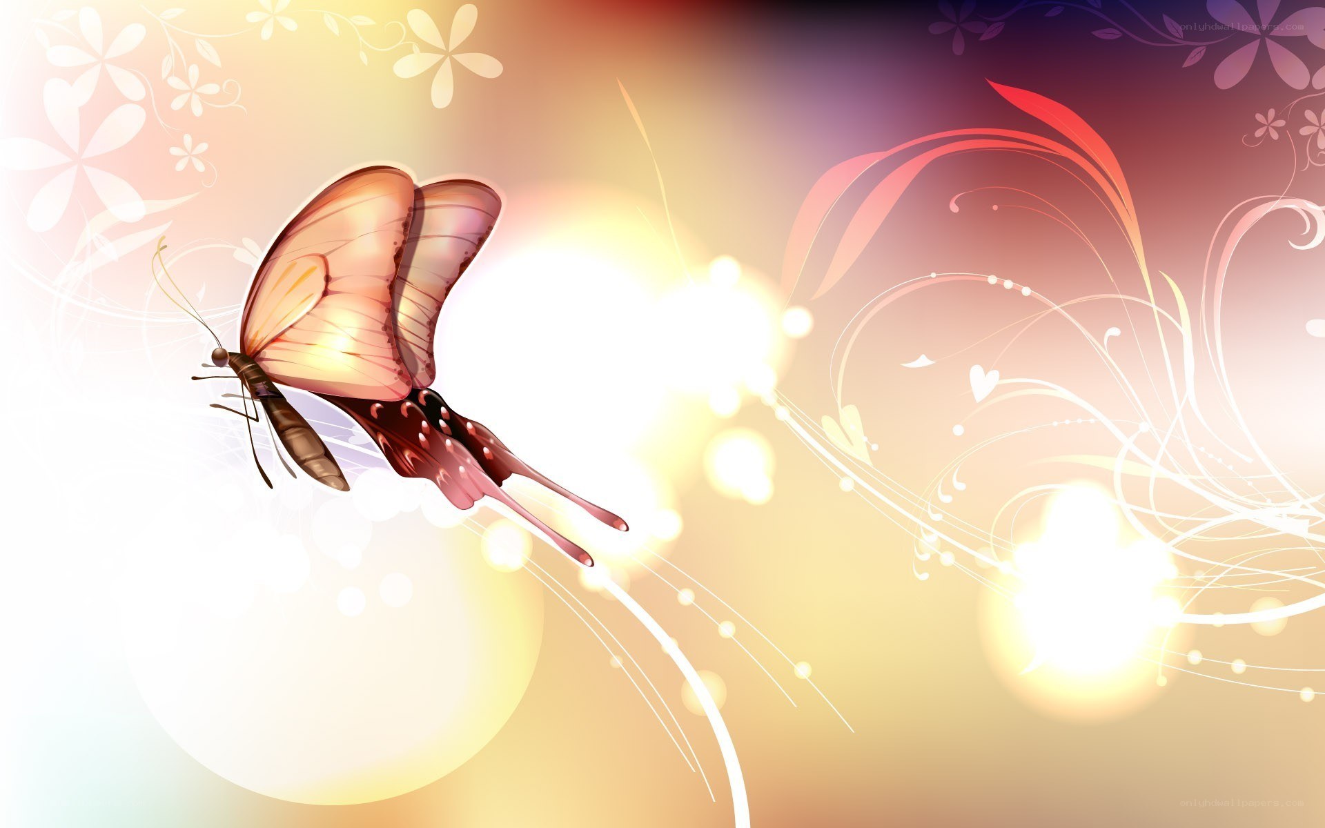 butterfly in golden light