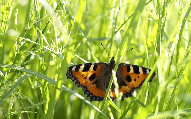 Butterfly in Grass — Green