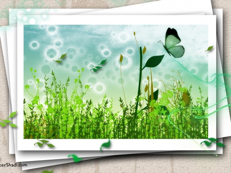 Butterfly in Green Field